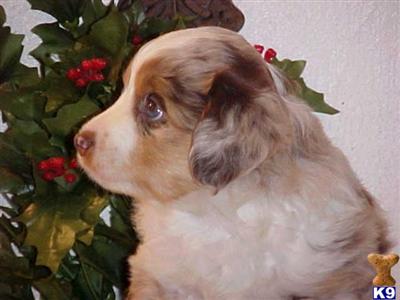 Miniature Australian Shepherd Puppies for Sale